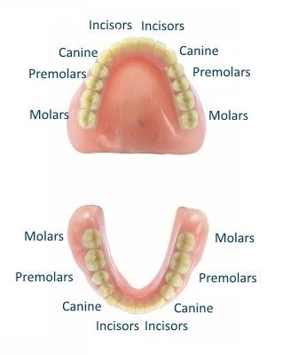 How Many Teeth Are In An Adult'S Mouth 65